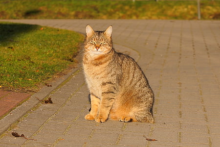 gray tabby cat on road thumbnail