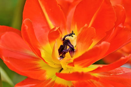 red and yellow tulip flower in close-up photography thumbnail