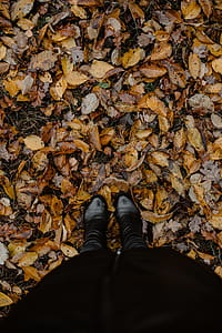 Autumn walk to the forest in foggy weather thumbnail