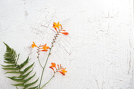 green leaf plant on white wooden table top thumbnail