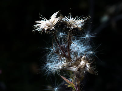 closeup photo of dandelion flower thumbnail