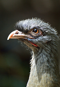 closed up gray bird thumbnail