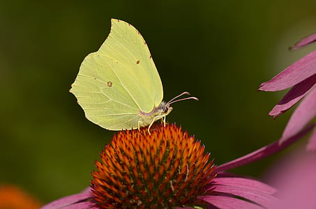 selective focus photography of green butterfly perched on purple flower thumbnail