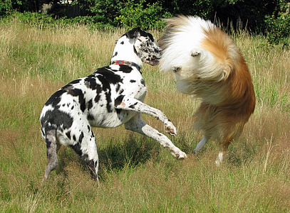 two dog on green grass field thumbnail