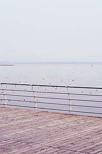 flock of birds on water during daytime thumbnail