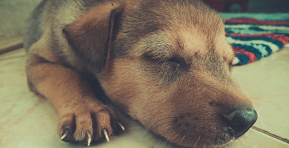 short-coated tan puppy lying on white surface thumbnail