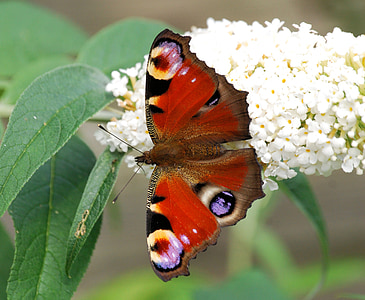 brown and purple moth thumbnail