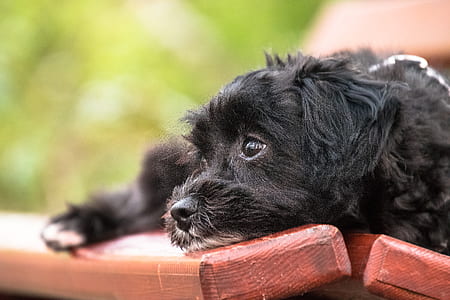 dog, cute, animal, pet, puppy, bank thumbnail