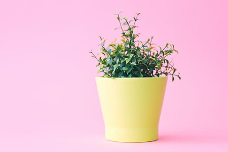 green leafed plant in yellow pot thumbnail