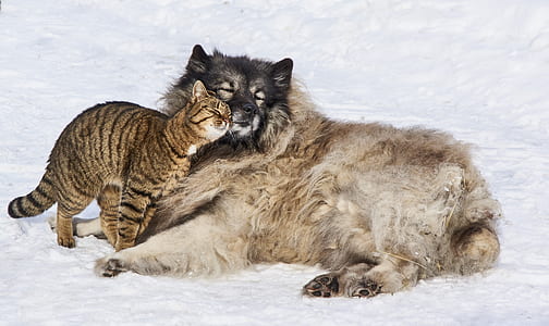 large long-coated fawn and black dog lying on snow with gray tabby cat during daytime thumbnail