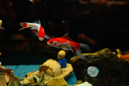 red and white fish thumbnail