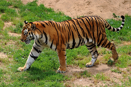 tiger during daytime thumbnail