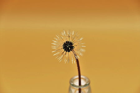 closeup photo of dandelion on clear glass vase thumbnail