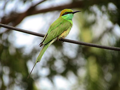 green bird hanging on tree thumbnail