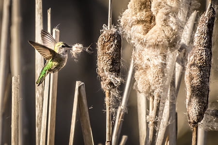 bird flying near plant thumbnail