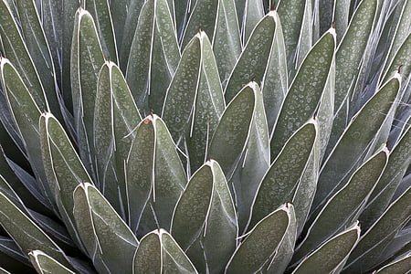 macro photography of green plant thumbnail
