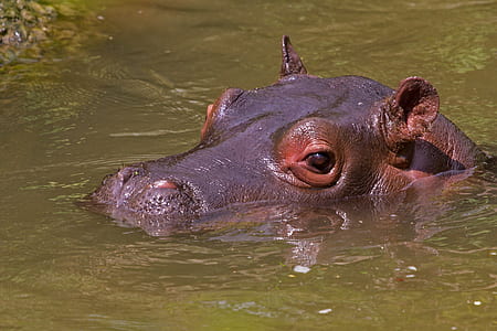 brown hippopotamus on body of water at daytime thumbnail