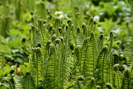 selective focus photography of green fern plants at daytime thumbnail