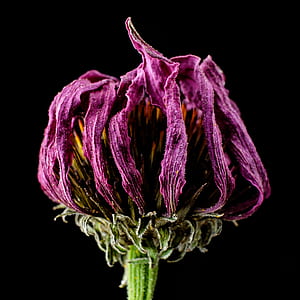 purple flower thumbnail