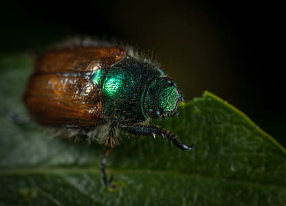 Macro Photography of Japanese Beetle Perched on Green Leaf thumbnail
