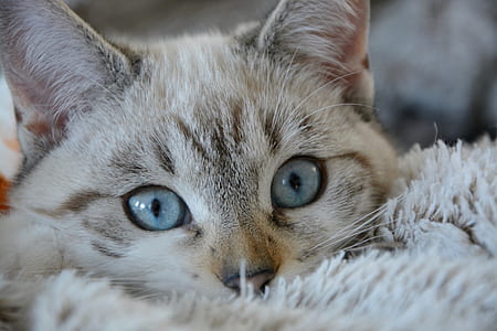 shallow photography of gray kitten thumbnail