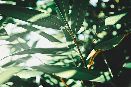 green leaves at daytime thumbnail