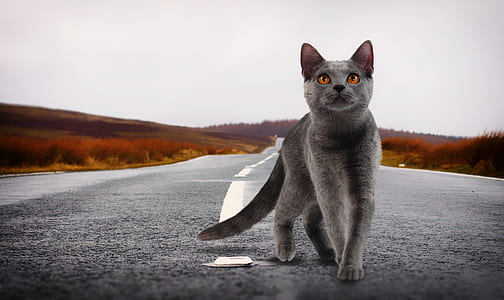 short-fur gray cat thumbnail