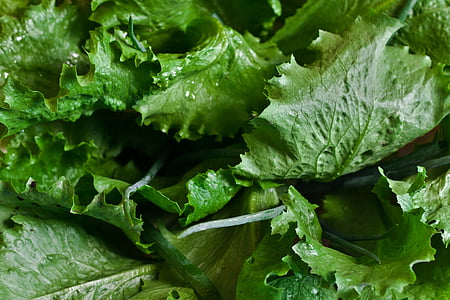 close-up photography of green leaf vegetable thumbnail