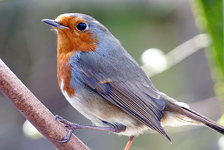 selective focus photography of gray and orange bird perch on brown tree branch thumbnail