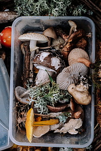 lot of mushroom in white plastic container thumbnail