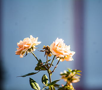 Close-up of Flowers thumbnail