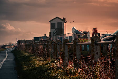 white perching bird on fence animated wallpaper thumbnail
