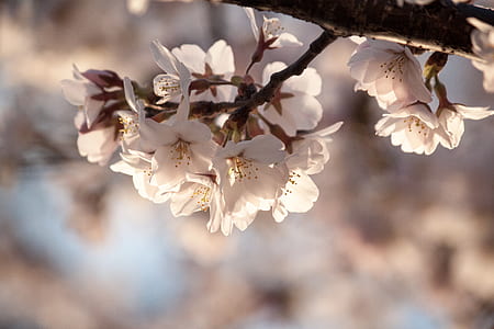 cherry blossom flowers thumbnail