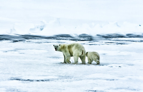 two white Polar bears thumbnail