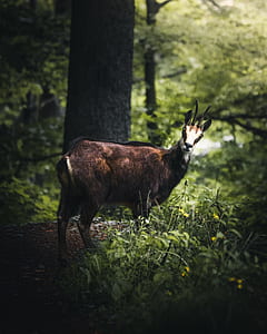 deer standing near tree thumbnail