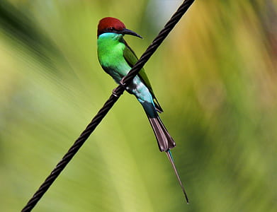 bird on rope thumbnail