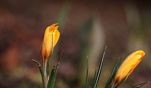 nature, flowers, petals, plant thumbnail