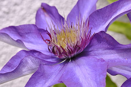 purple petaled flower thumbnail