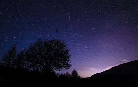 silhouette of a tree under starry night thumbnail