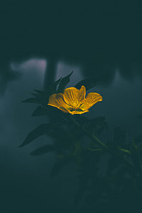 photography of yellow flower thumbnail