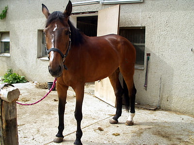 brown and black horse thumbnail