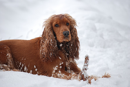 adult red English cocker spaniel lying on snow thumbnail