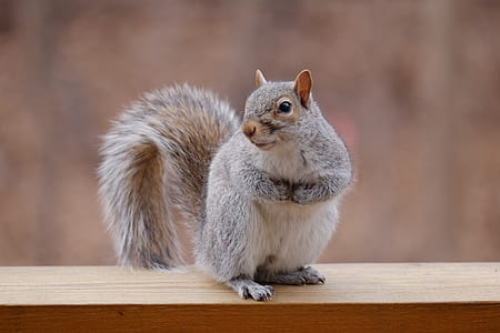 selective focus photography of black squirrel thumbnail