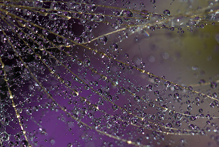 micro photography of teardrop thumbnail