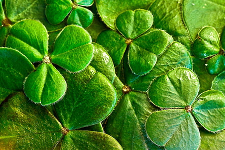 close-up photography of green leaf plant thumbnail