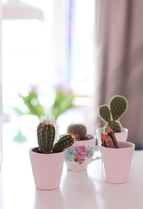 green cacti in pots thumbnail