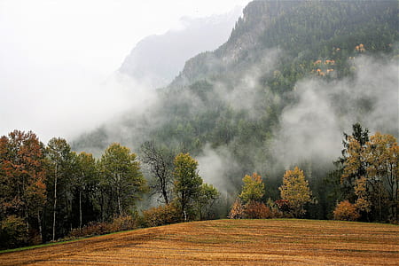 photography of green forest thumbnail