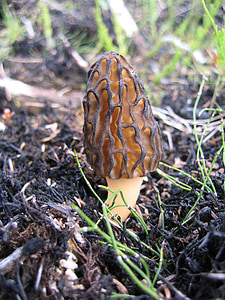 selective focus photography of brown plant thumbnail
