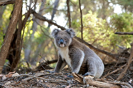 gray koala on brown surface at daytime thumbnail