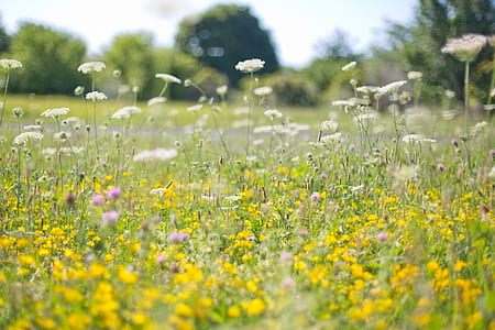 white and yellow flower field during day thumbnail